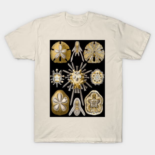 Sand Dollars Echinidea by Ernst Haeckel T-Shirt by MasterpieceCafe